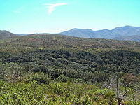 Fynbos y renosterveld de montaña