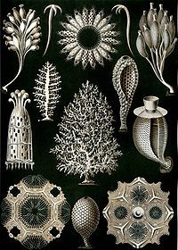 Haeckel Calcispongiae.jpg