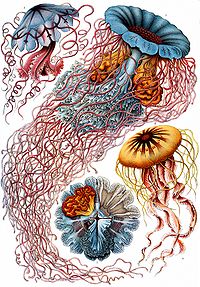 Haeckel Discomedusae 8.jpg