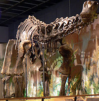 Haplocanthosaurus delfsi.jpg