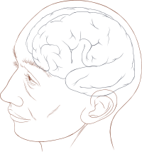 Human head and brain diagram.svg