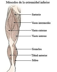 Illu lower extremity muscles-es.jpg