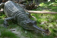 Indian Gharial Crocodile Digon3.JPG