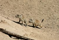 Juvenile black-tailed prairie dogs.jpg
