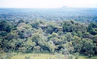 Selva montana de África oriental