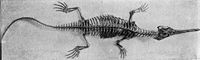 Large williston champsosaurus.jpg