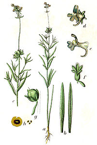 Linaria arvensis Sturm25.jpg