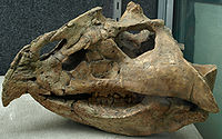 MagnirostrisDodsoni(Skull)-PaleozoologicalMuseumOfChina-May23-08.jpg