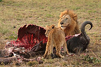 Male Lion and Cub Chitwa South Africa Luca Galuzzi 2004 edit1.jpg