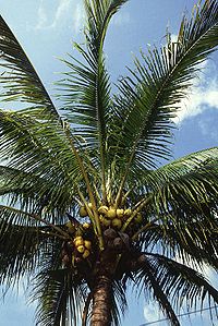 Manila dwarf coconut palm.jpg