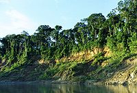 Selva amazónica suroccidental