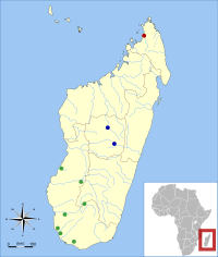 Subfósiles de Mesopropithecus encontrados en Madagascar[3]  rojo = M. dolichobrachion verde = M. globiceps azul = M. pithecoides