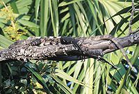 Mexican Spiny-tailed Iguana.jpg
