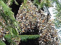 Monarchs overwintering Angangueo site in Mexico.jpg