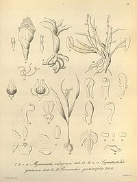 Myrosmodes nubigerum-Sigmatostalix graminea-Ponerorchis graminifolia - Xenia 1 fig 8 (1858).jpg
