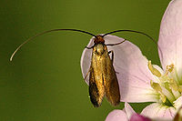 Nemophora.metallica.female.jpg
