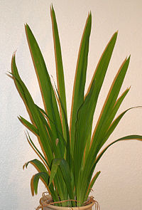 Neomarica longifolia1.jpg