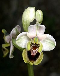 Orquídea avispa