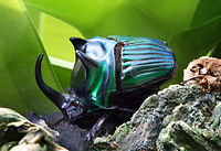 Escarabajo macho de la familia Scarabaeidae