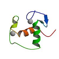 PBB Protein NR3C2 image.jpg
