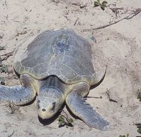 Padre Island National Seashore - Kemps Ridley Sea Turtle.jpg