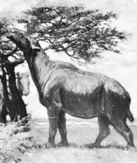 Paraceratherium C Knight.jpg