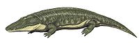 Parotosuchus orenb12DB.jpg