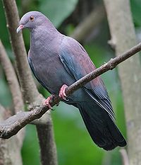 Peruvian Pigeon.jpg