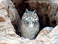 Pharoah eagle owl l.jpg