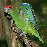 Pileated Parrot.jpg