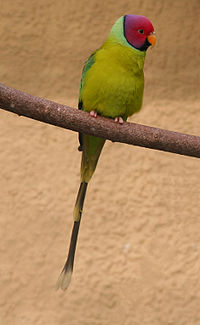Plum-headed Parakeet (Psittacula cyanocephala)-2cp.jpg