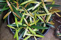 Podocarpus elatus - juvenile.jpg