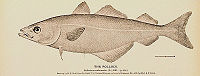Pollachius virens.jpg
