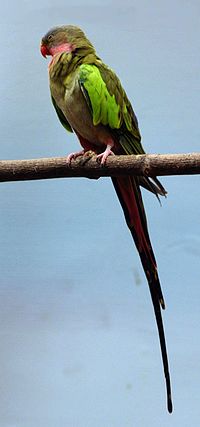 Princess Parrot (Buffalo Zoo).jpg