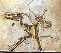 Pterodactylus suevicus.jpg