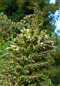 Puya raimondii 3.jpg