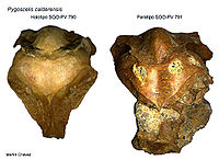 Pygoscelis calderensis skulls.jpg