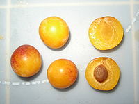 Tres ciruelas enteras y dos mitades, Prunus domestica var. syriaca