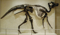 ROM-HadrosaurSkeleton.png