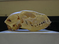 Raccoon skull Pengo.jpg