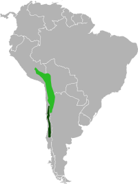 Distribución de Chinchilla lanigera y Chinchilla chinchilla.      Chinchilla chinchilla      Chinchilla lanigera