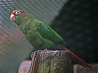 Red-eared Parakeet.jpg