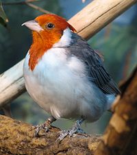 Red Crested Cardinal 001.jpg