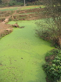 River algae Sichuan.jpg