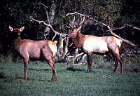 Roosevelt Elk in Oregon.jpg
