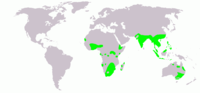 Distribución de Rostralata benghalensis