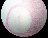 Sarcocystis in sheep oesophagus2.JPG