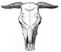 Vistas lateral y superior del cráneo