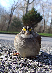 Sparrow, White throated.jpg