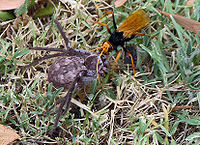 Spider Wasp dragging Hunstman Spider SMC.jpg